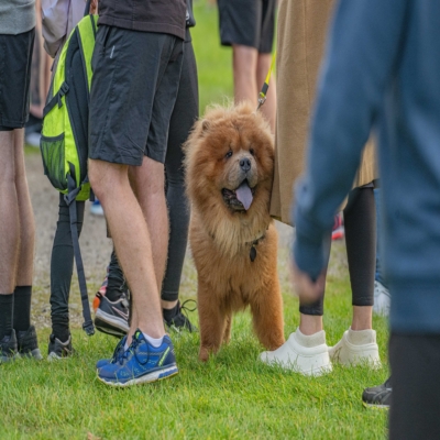 Dog-at-Chester.jpg