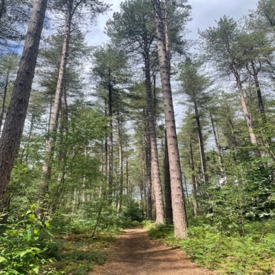 Trees.jpeg